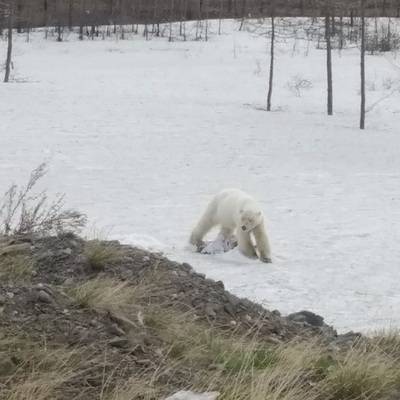 Четыре белых медведя вышли к людям в село Айон на Чукотке
