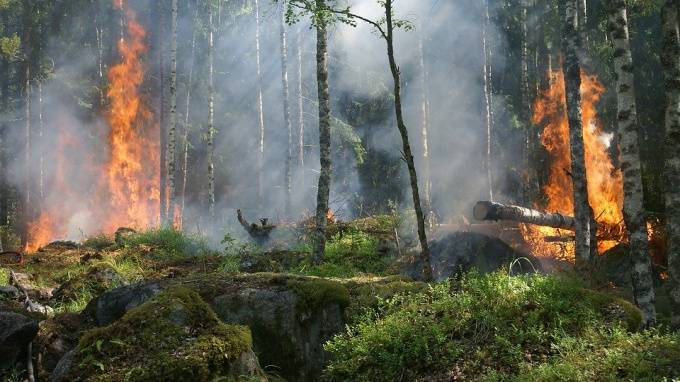 В Приангарье местные жители заподозрили чиновников в поджоге леса