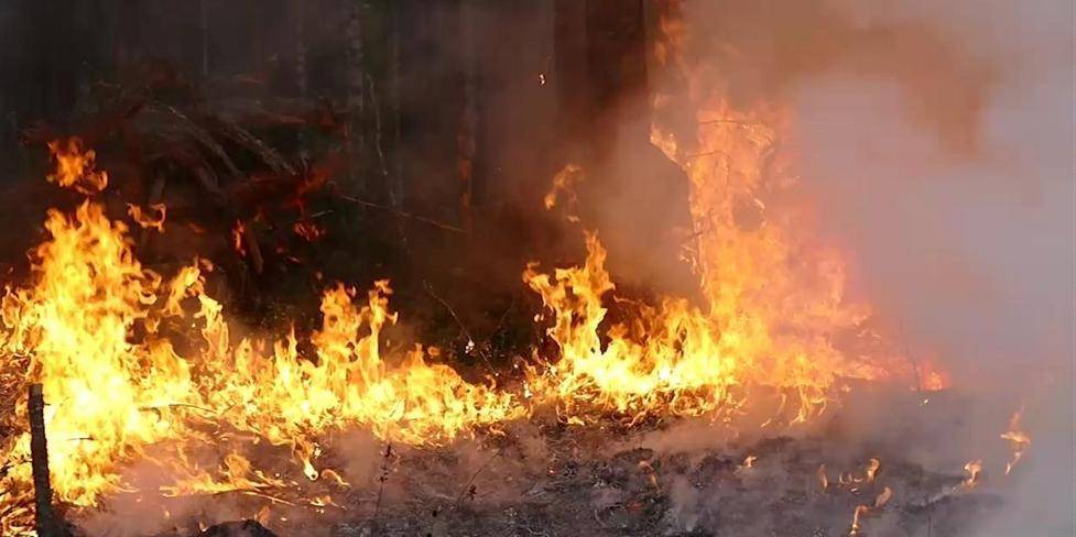 За сутки в России ликвидировали около 100 лесных пожаров