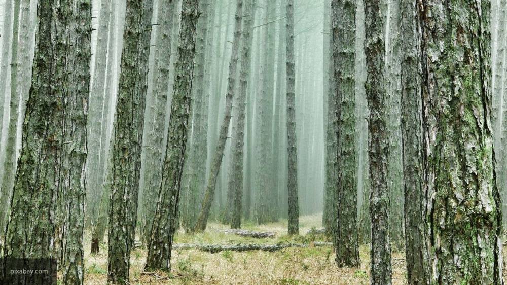 Администрация Усть-Кутского района опровергла информацию о поджоге леса