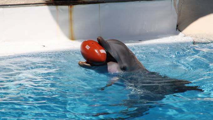 Артисты Петербургского дельфинария скучают по гостям на самоизоляции