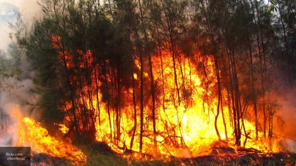 Огонь охватил более 25 тысяч гектаров леса в Сибири