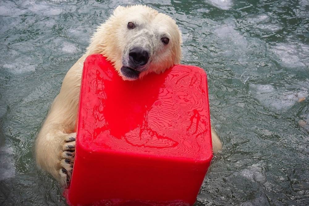 «Выстрелы не могли остановить»: белый медведь совершил убийство в зоопарке Ижевска