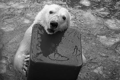 Белый медведь убил медведицу в российском зоопарке