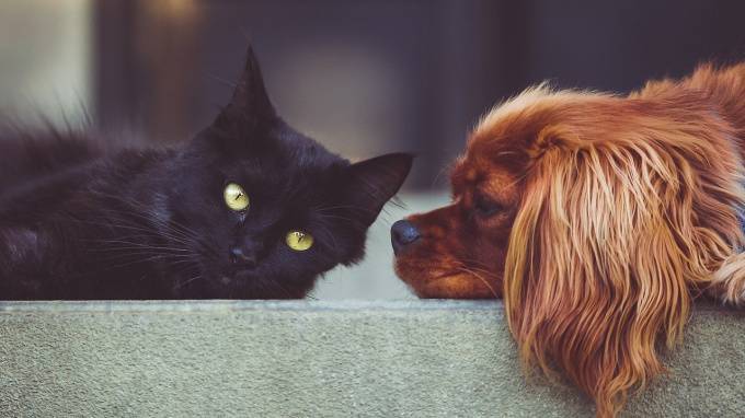 Ученые рассказали, можно ли заразиться коронавирусом от кошек и собак