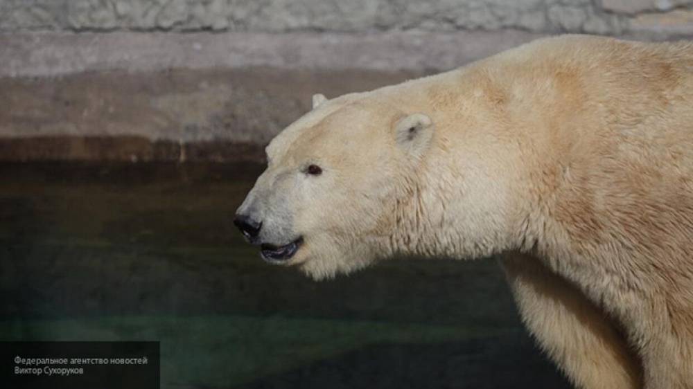 Белый медведь Балу убил "невесту" в зоопарке Ижевска