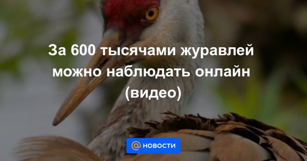 За 600 тысячами журавлей можно наблюдать онлайн (видео)