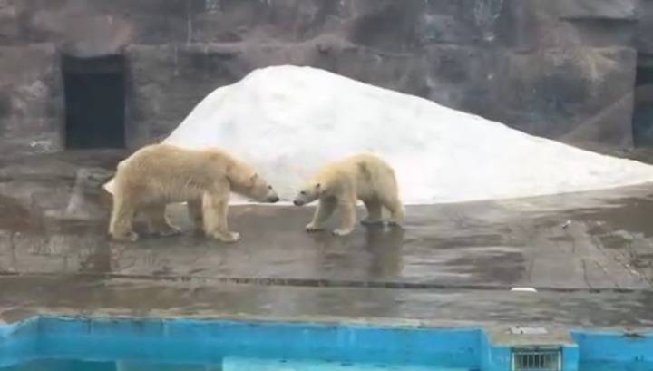 Белый медведь убил привезенную ему подругу в зоопарке Удмуртии