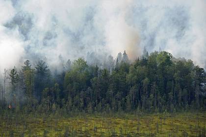 Арендаторов леса обяжут тушить пожары
