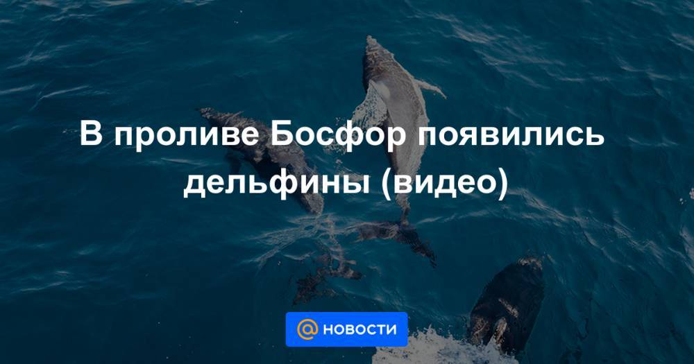 В проливе Босфор появились дельфины (видео)