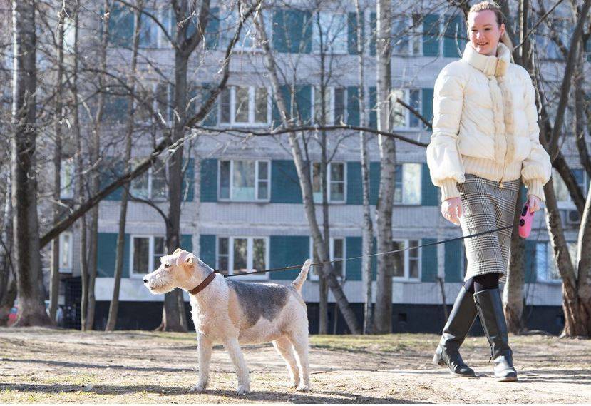 Москвичам дали советы по выгулу собак в период самоизоляции