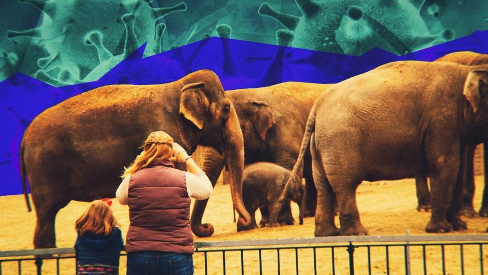 Ветеринар Уражевский оценил решение властей Берлина открыть зоопарки для посещения