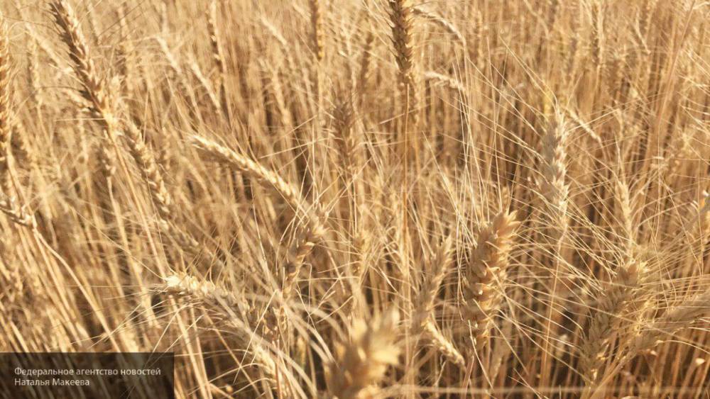 Эксперт Березнюк заявил о рекордном урожае российской пшеницы в 2020 году
