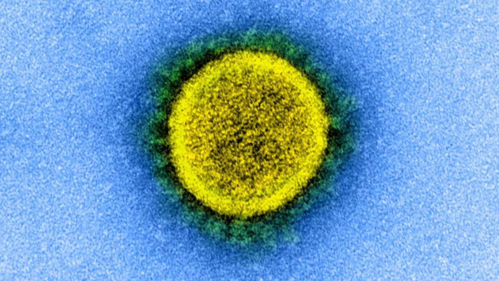 Вирусолог Нетесов назвал главную опасность эпидемии COVID-19