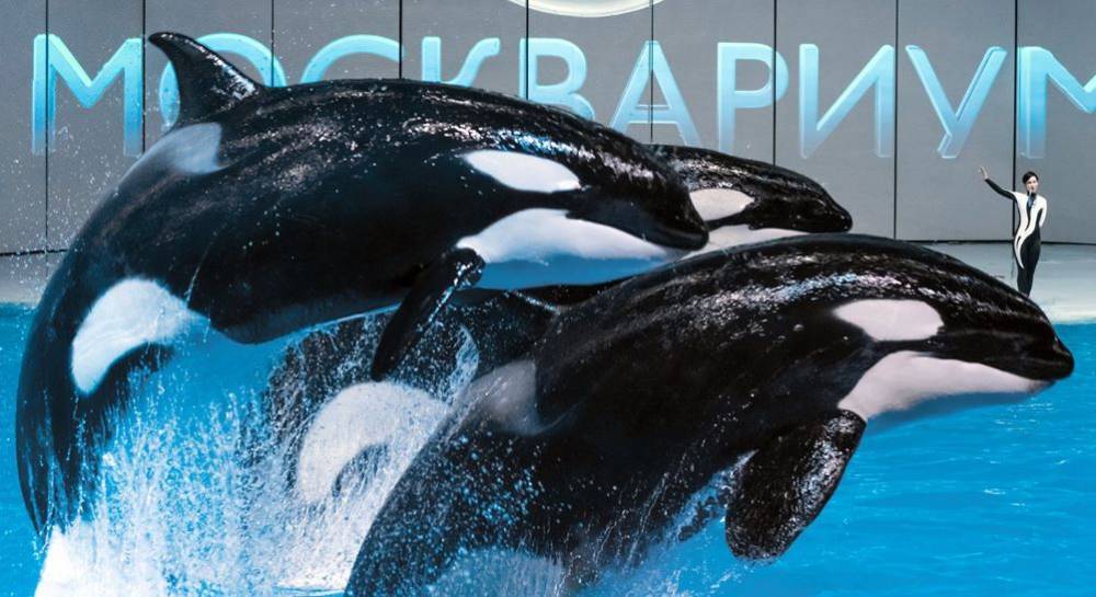 «Москвариум» подготовил видеоролики кормления акул и тренировки дельфинов