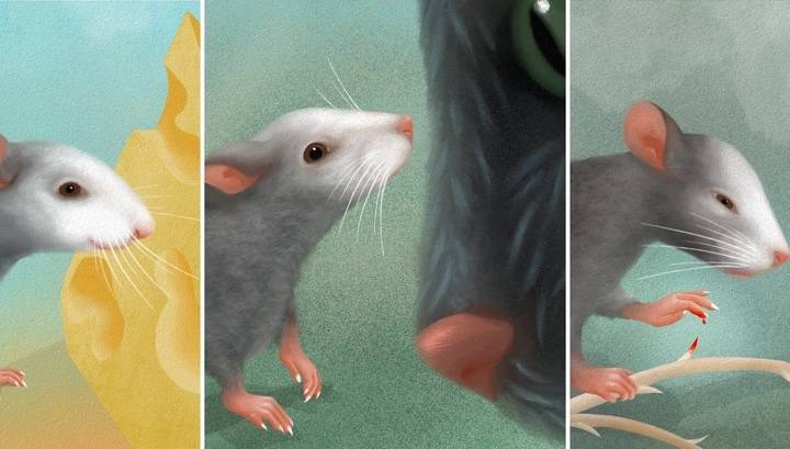 Искусственный интеллект научился распознавать эмоции мышей по мимике