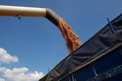 Российские власти одобрили введение квоты на экспорта зерна