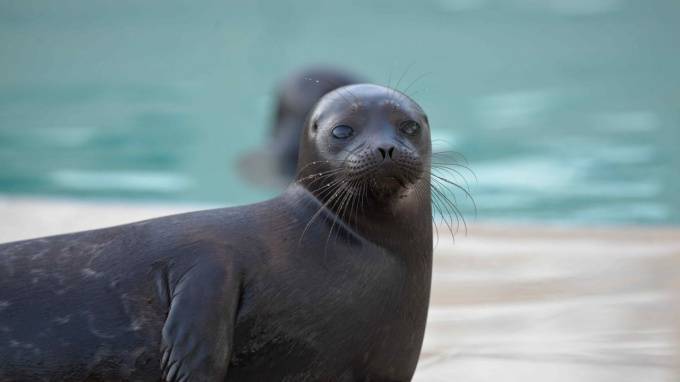 Мошенники в Петербурге вымогают деньги на помощь тюленям