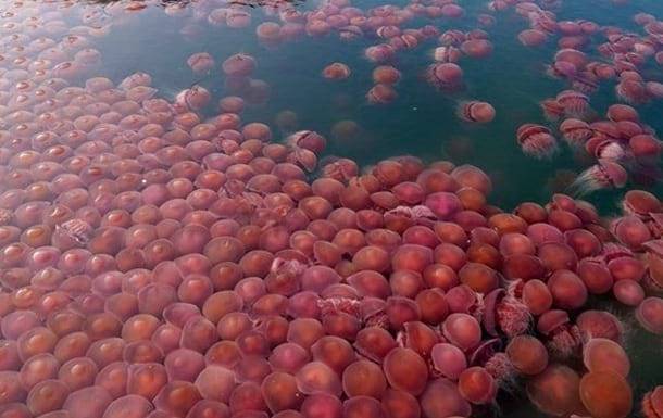 Тысячи розовых медуз оккупировали пляжи на Филиппинах - Cursorinfo: главные новости Израиля