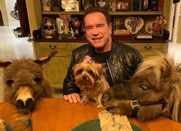 Голливудский актер Арнольд Шварценеггер живет в своем раю с ослом, пони и собакой во время карантина