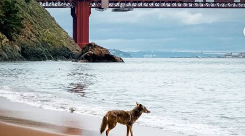 На пустом пляже в Сан-Франциско около Золотых ворот прогуливаются койоты (фото)