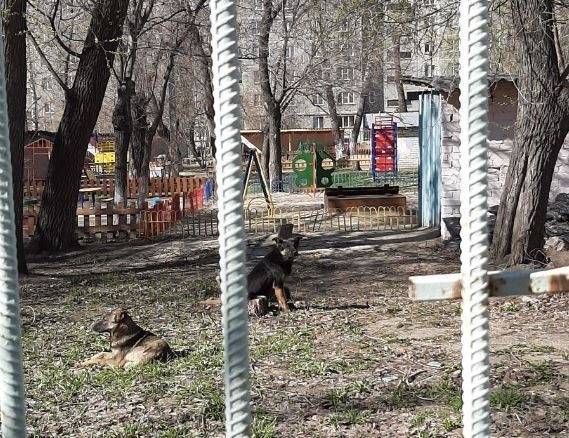 В Челябинске заведующую наказали за стаю бродячих собак на территории детсада
