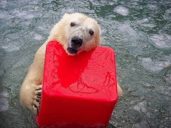 «Выстрелы не могли остановить»: белый медведь совершил убийство в зоопарке Ижевска