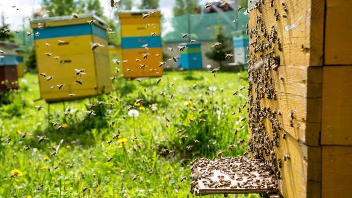 «Аптекарский огород» проведет онлайн-семинары по пчеловодству