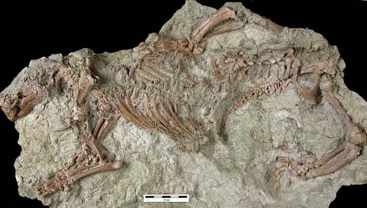 На Мадагаскаре нашли "безумного зверя" эпохи динозавров