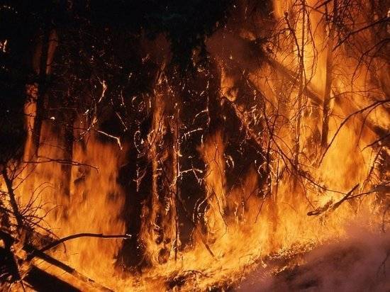 Сгоревшие заживо: история страшного лесного пожара, унесшего жизни 1200 человек