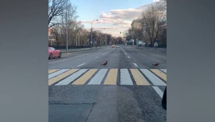 Московские водители перекрыли дорогу ради законопослушной пары огарей
