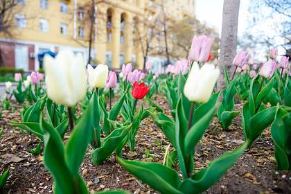 Москвичам спрогнозировали самый теплый день с начала весны