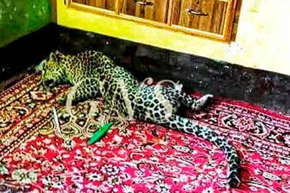 Леопард залез в жилой дом и ранил семь человек