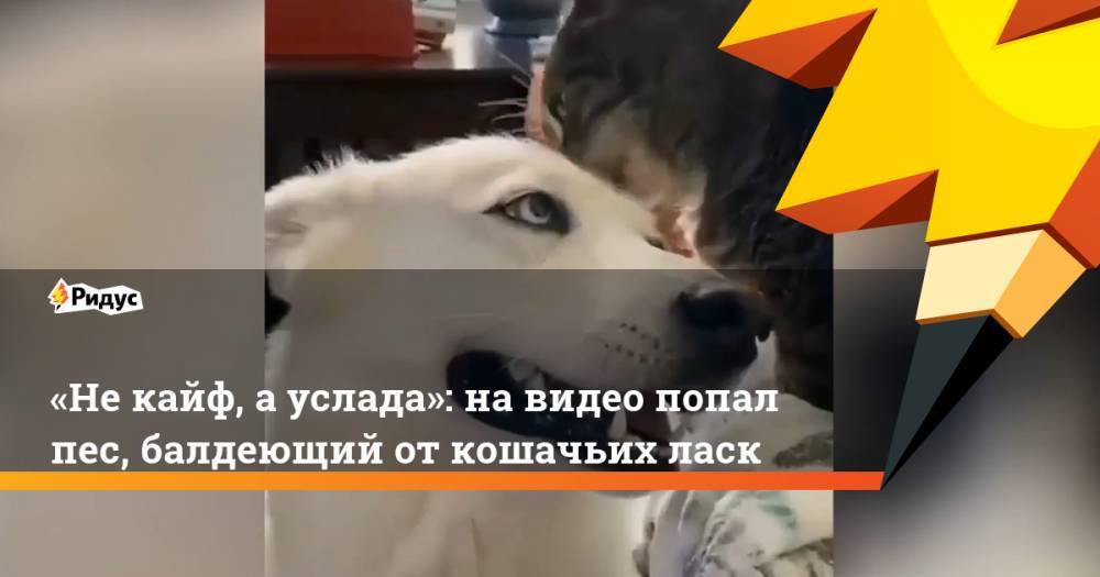 «Не кайф, а услада»: на видео попал пес, балдеющий от кошачьих ласк