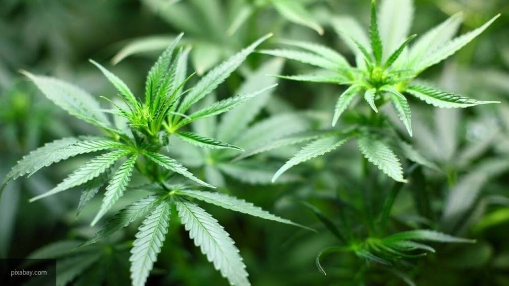 Петербургская полиция нашла в квартире труп мужчины, выращивавшего марихуану