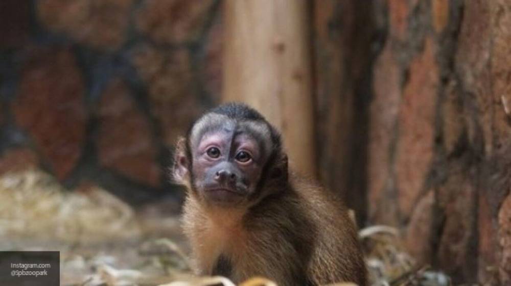Житель Калуги нашел на своем балконе обезьяну из Таиланда