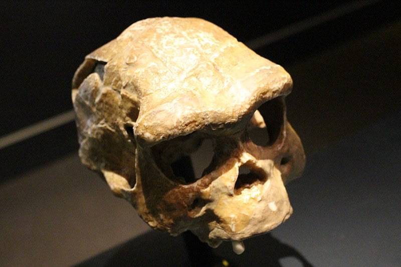 В ЮАР ученые нашли древнейшие останки прямоходящего человека