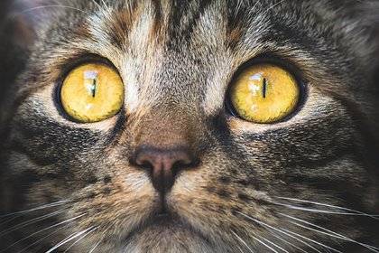 Кошки из очага распространения коронавируса массово заразились