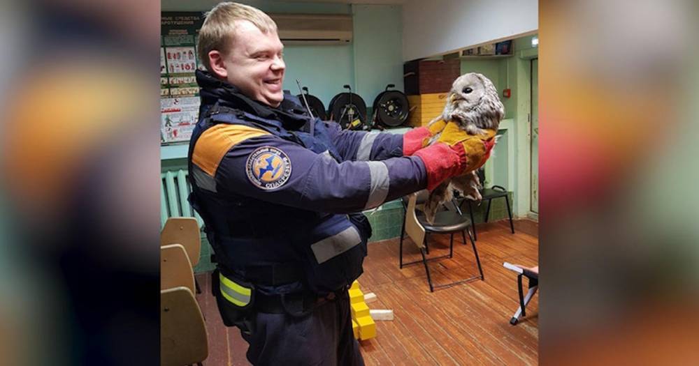 Не донесла письмо из "Хогвартса": в Москве спасли потерявшуюся сову