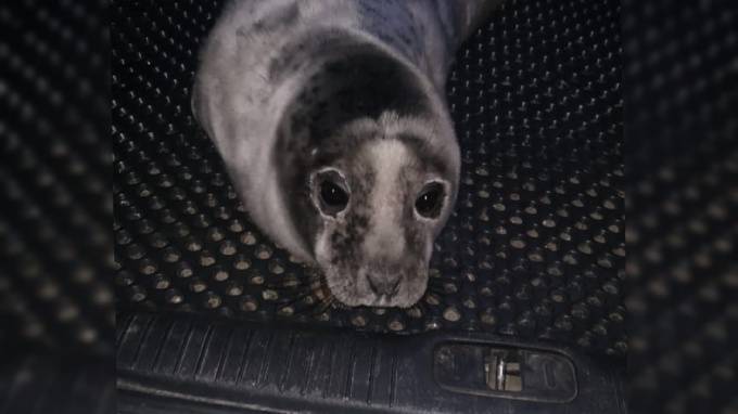 Серого тюленя спасли из парка Дубки