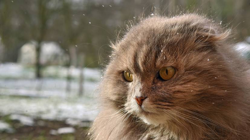 Ветеринары рассказали о коронавирусе у кошек в Ухани