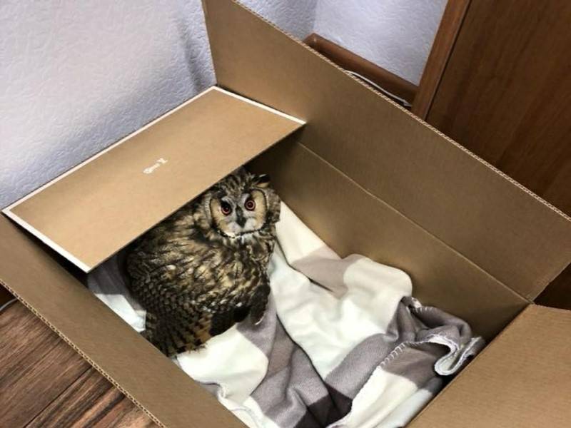 В подъезде жилого дома в центре Москвы задержали сову