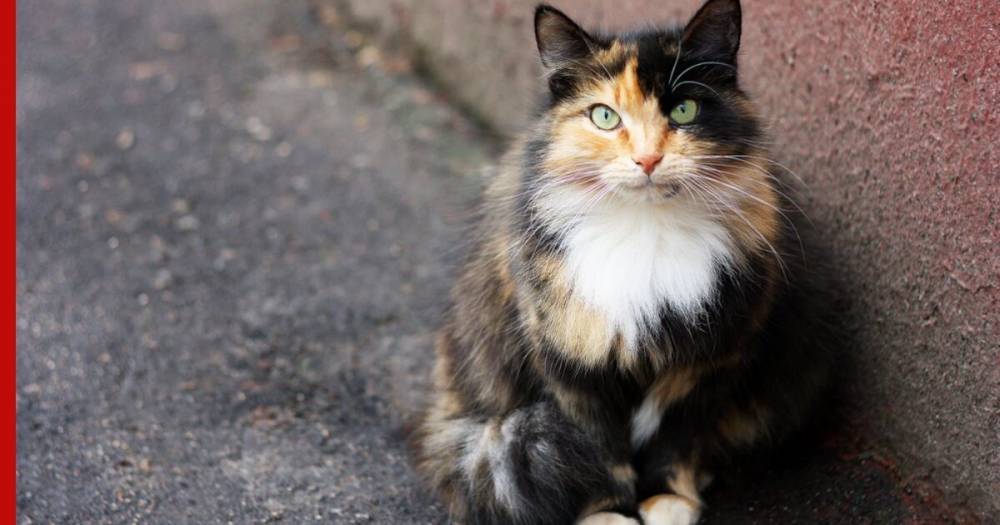 Ученые обнаружили COVID-19 у кошек
