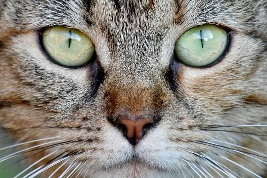 Китайские учёные обнаружили коронавирус у кошек в Ухане