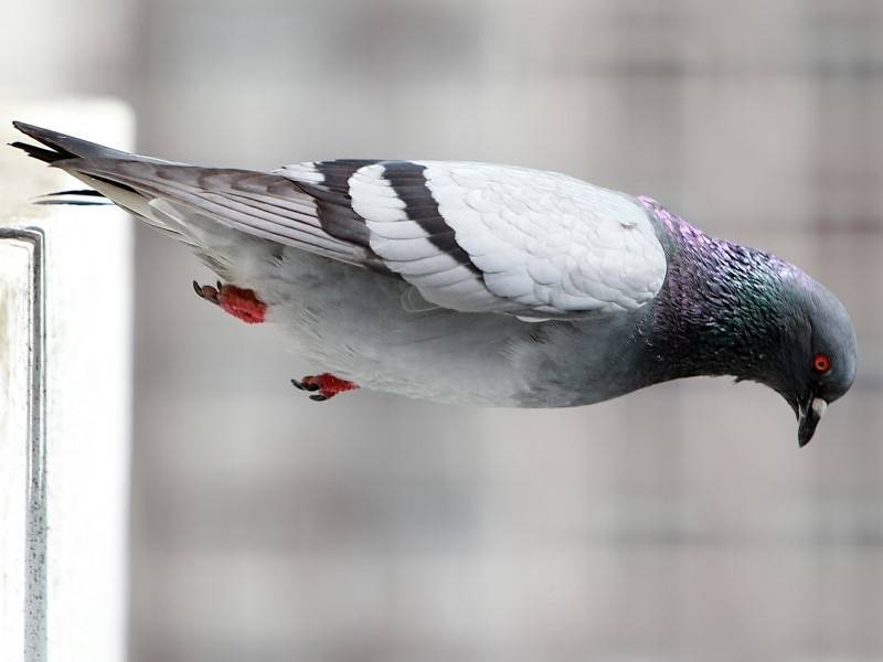 Популяция голубей может сократиться из-за отсутствия подкорма во время карантина