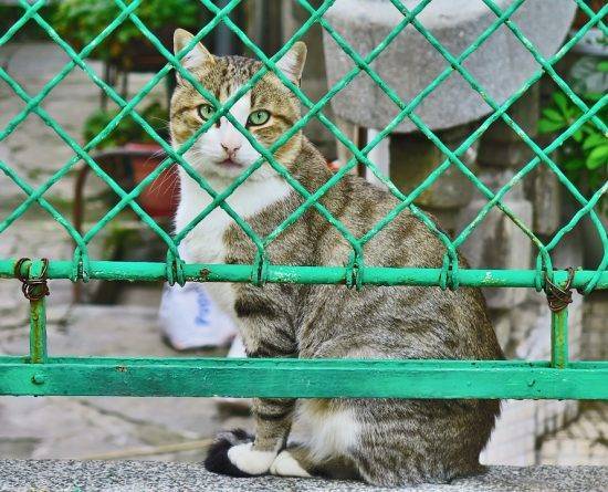 Шэньчжэнь стал первым городом в Китае, где запретили есть кошек и собак