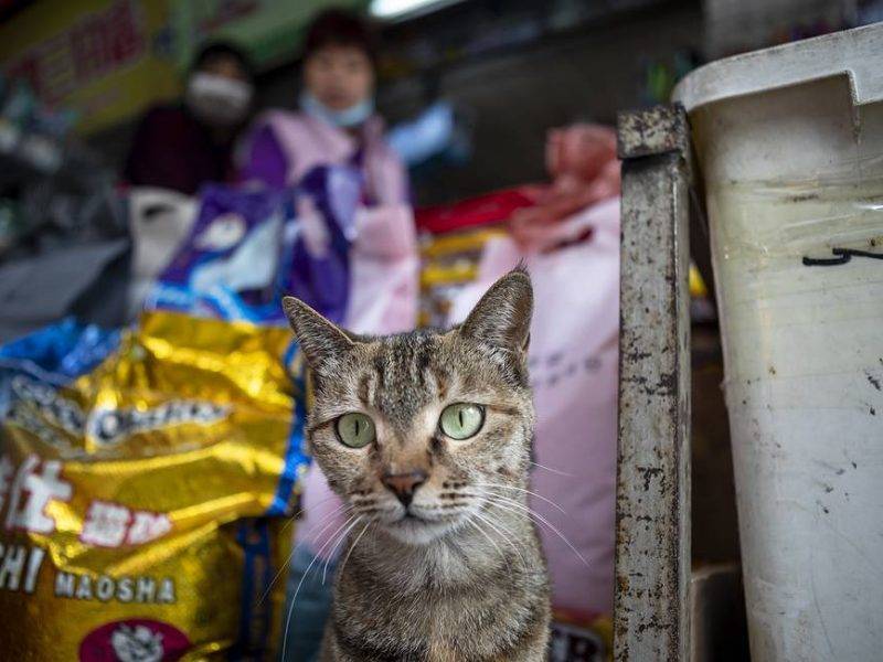 Кошки в китайском Ухане заражены коронавирусом