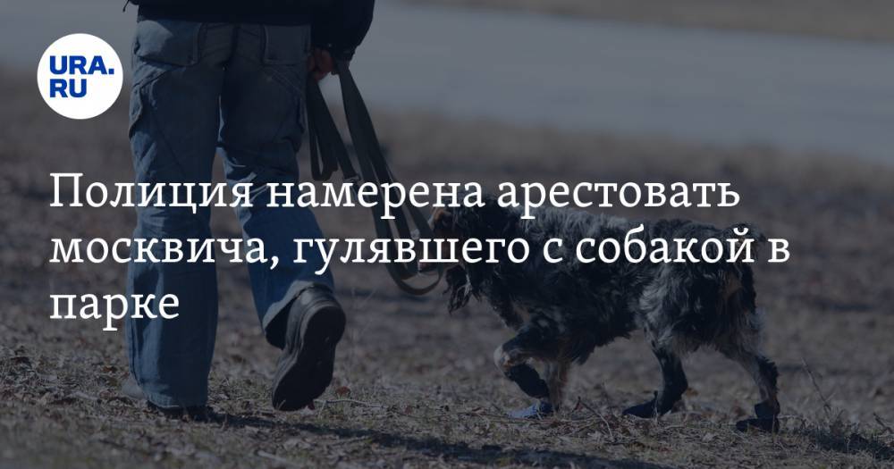 Полиция намерена арестовать москвича, гулявшего с собакой в парке