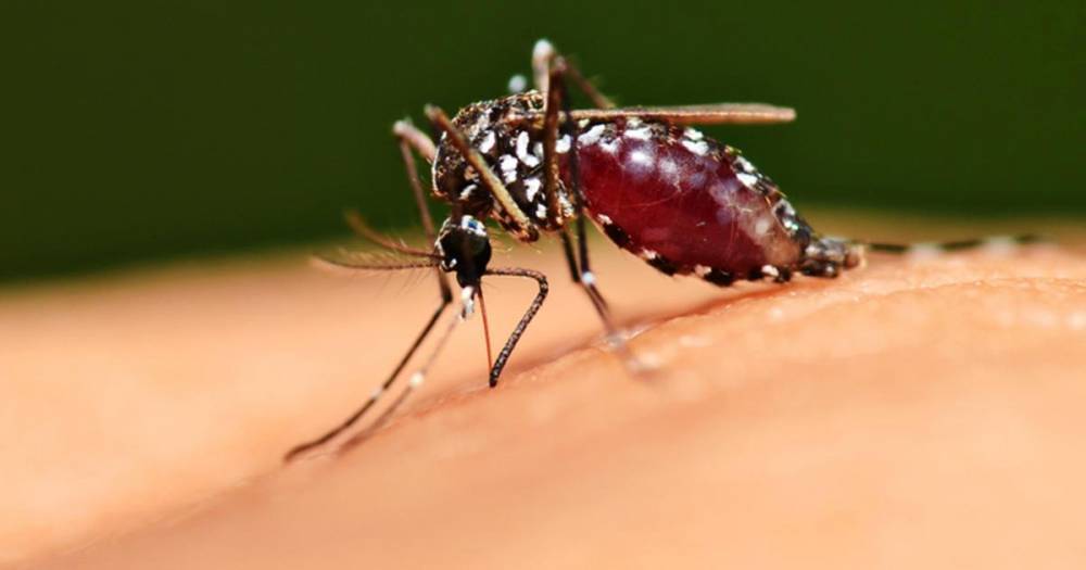 Ученые узнали, могут ли комары быть переносчиками коронавируса
