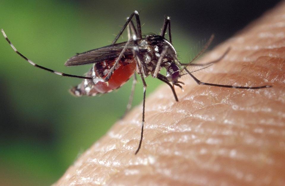 Ученые выяснили, могут ли комары быть переносчиками коронавируса